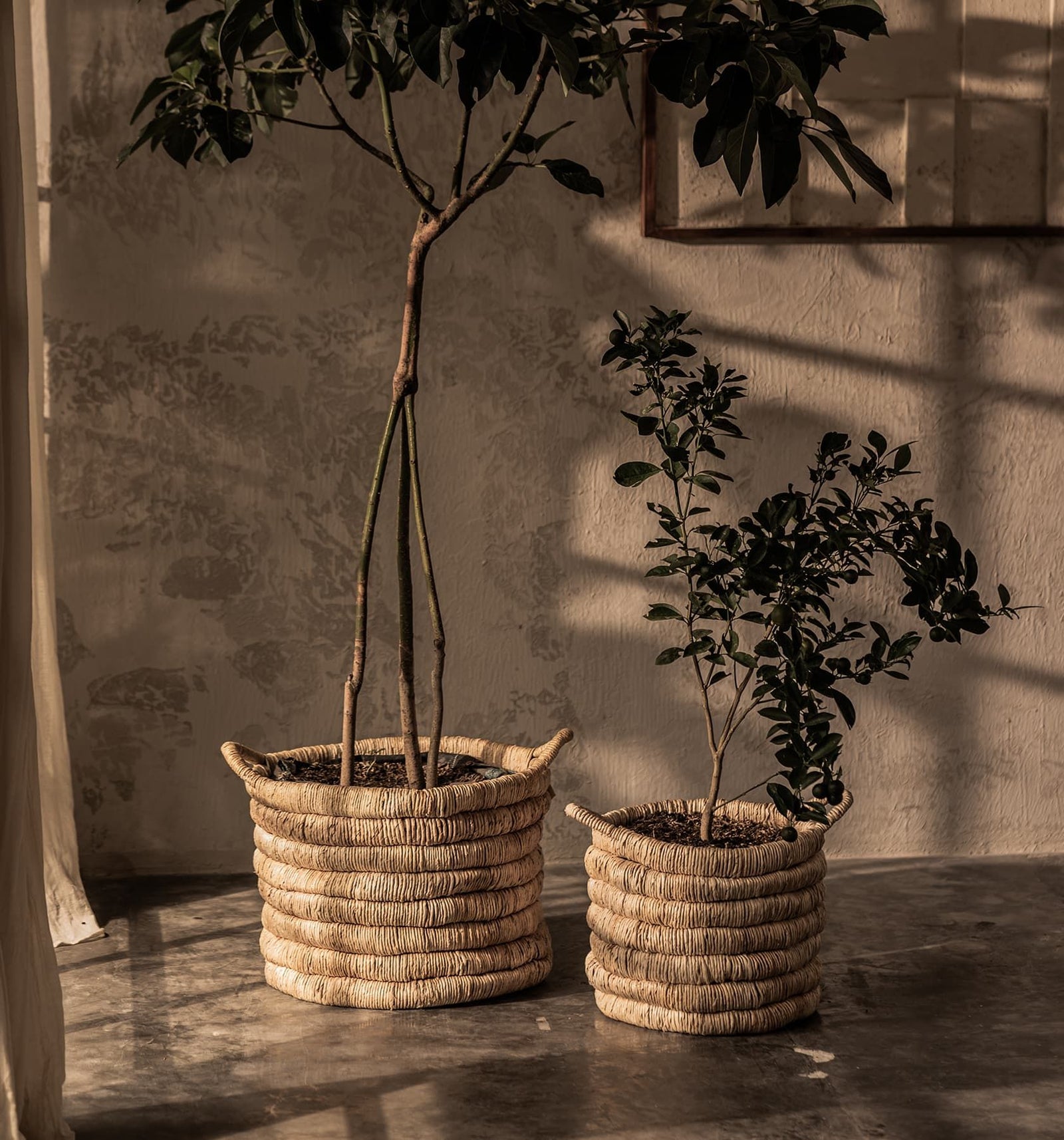 Caterpillar Sago Round Basket - Set Of 2