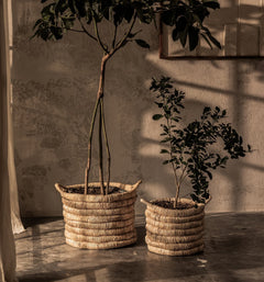 Caterpillar Sago Round Basket - Set Of 2