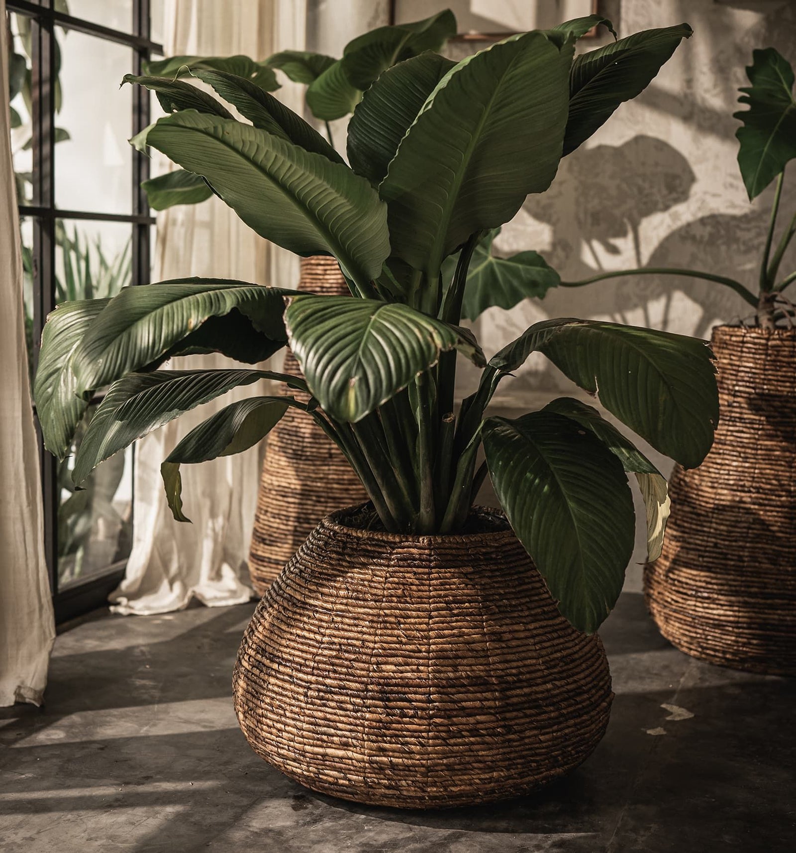 Java Planter