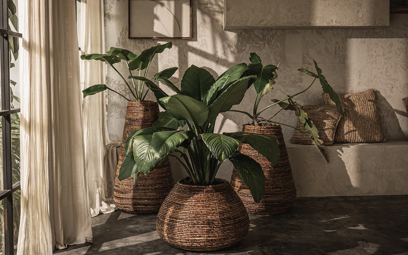 Java Planter