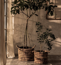 Caterpillar Sago Round Basket set